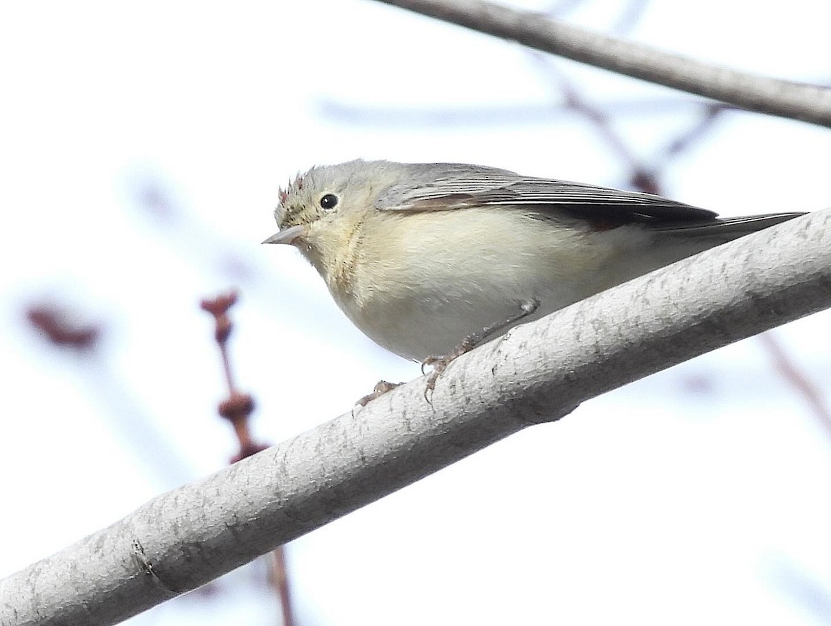 Lucy's Warbler - ML615371962