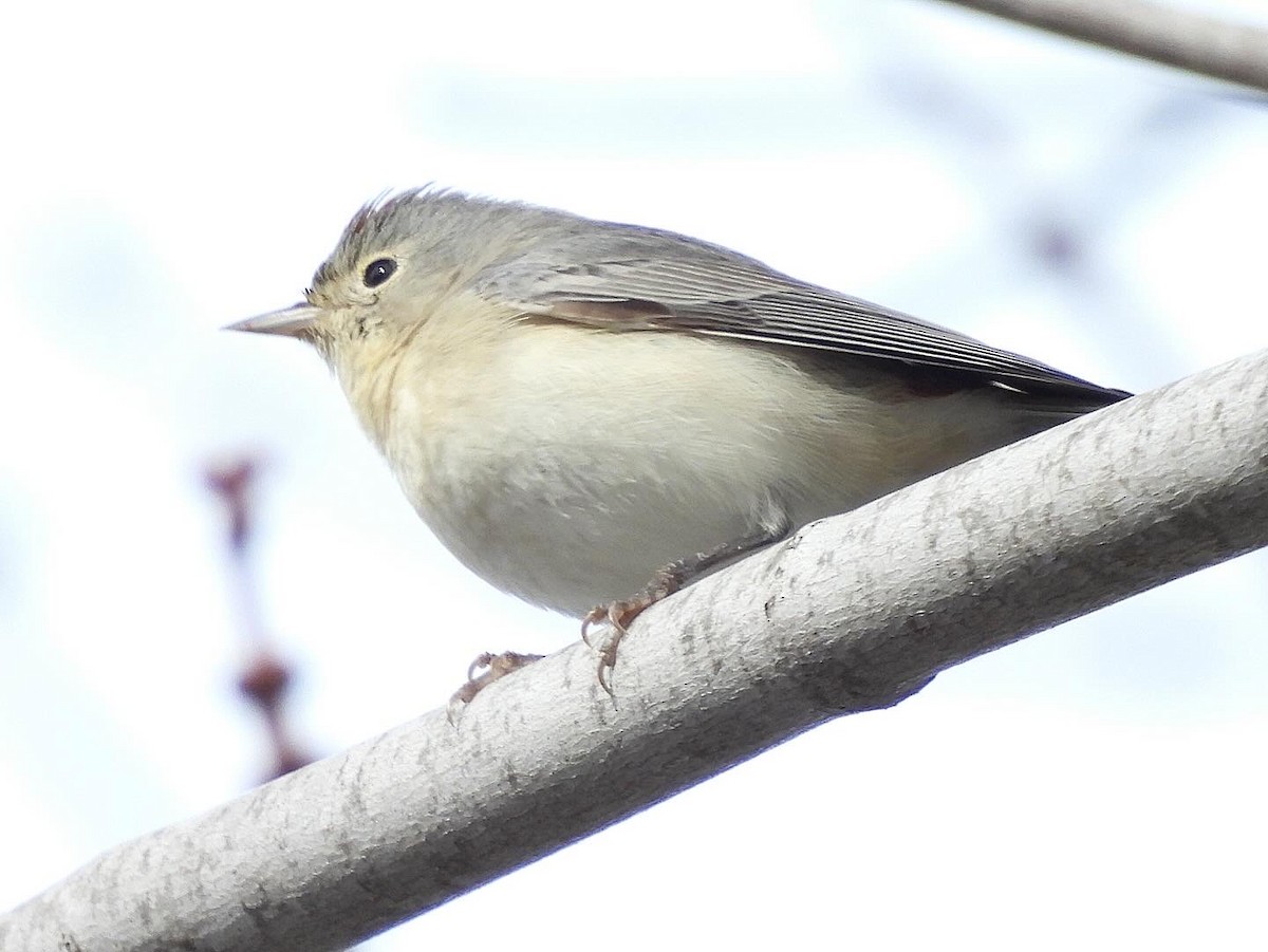 Lucy's Warbler - ML615371963