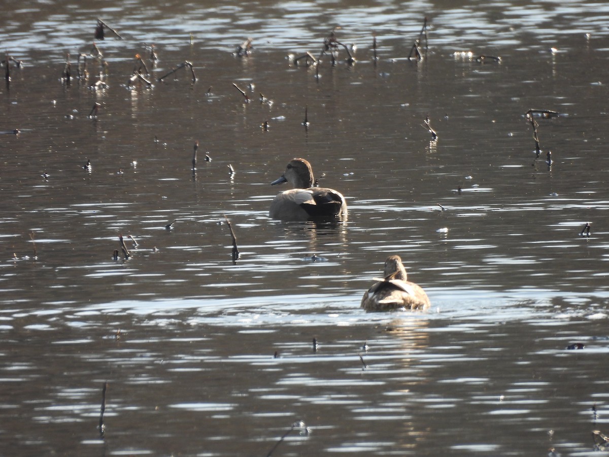 Gadwall - ML615371975