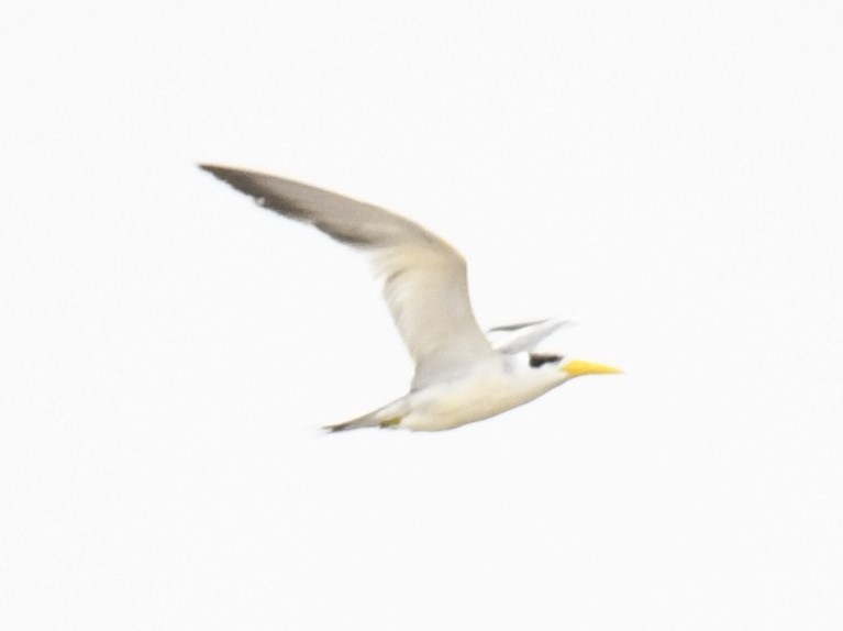 Large-billed Tern - ML615371981