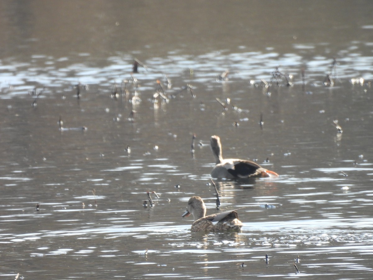 Gadwall - ML615371987