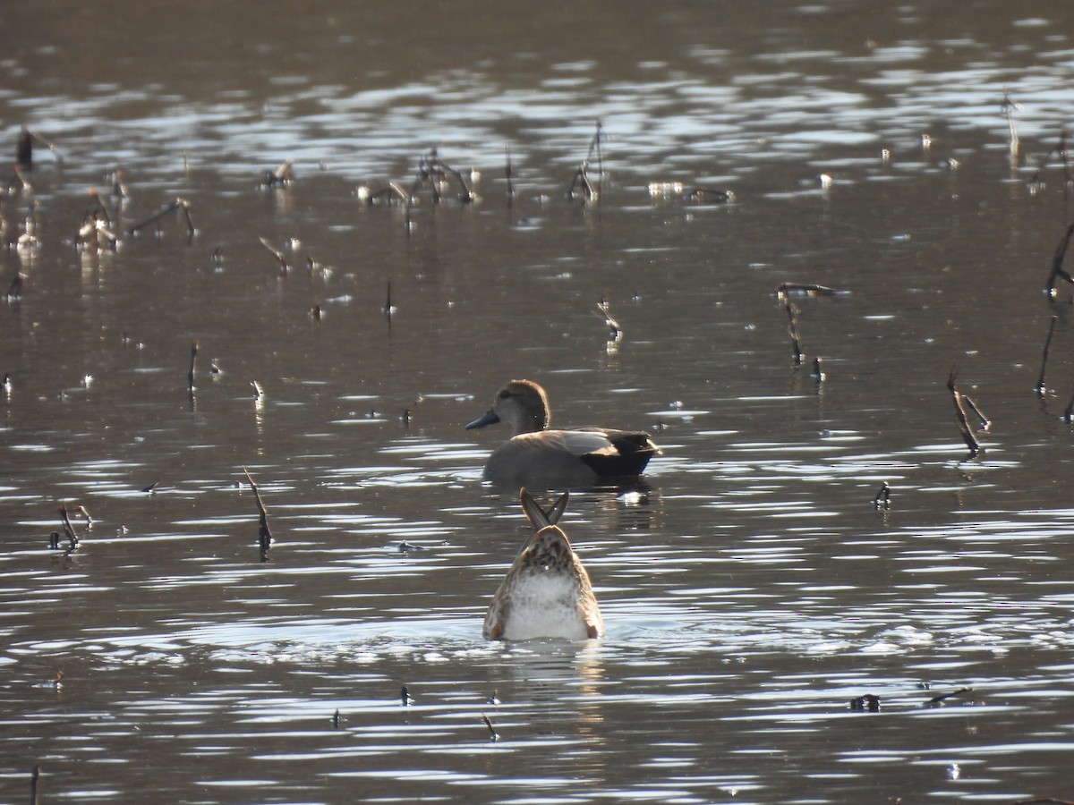 Gadwall - ML615371994