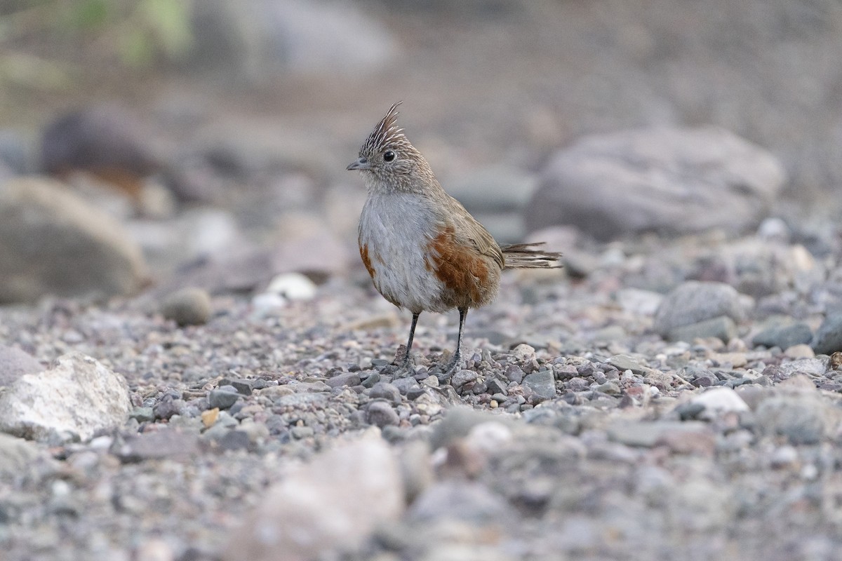 Crested Gallito - ML615372021