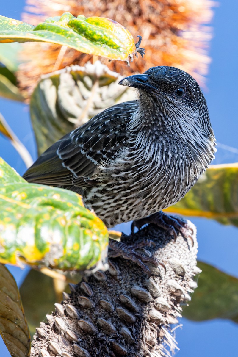 Little Wattlebird - ML615372128