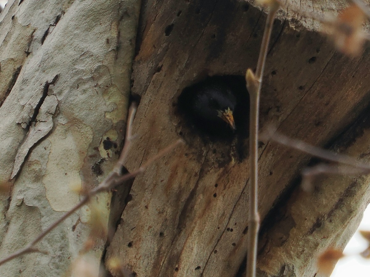 European Starling - Jack Wickel