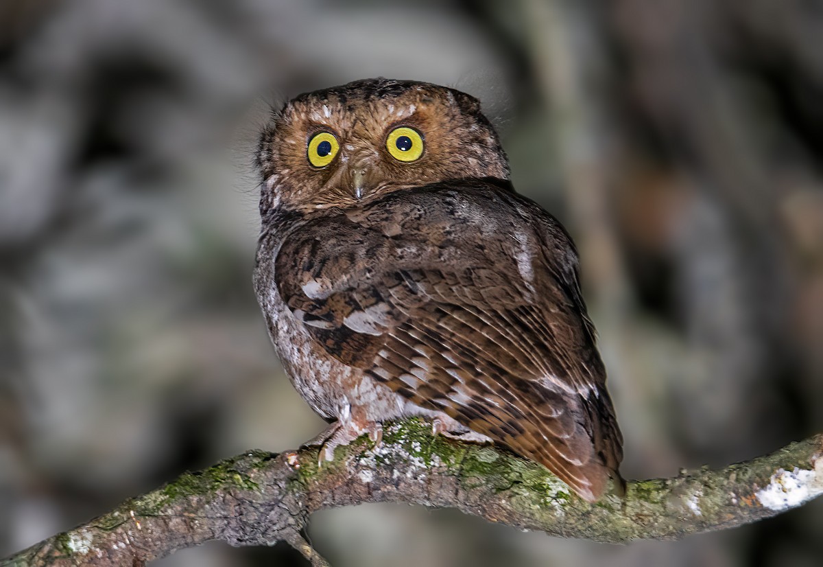 Mountain Scops-Owl - ML615372176