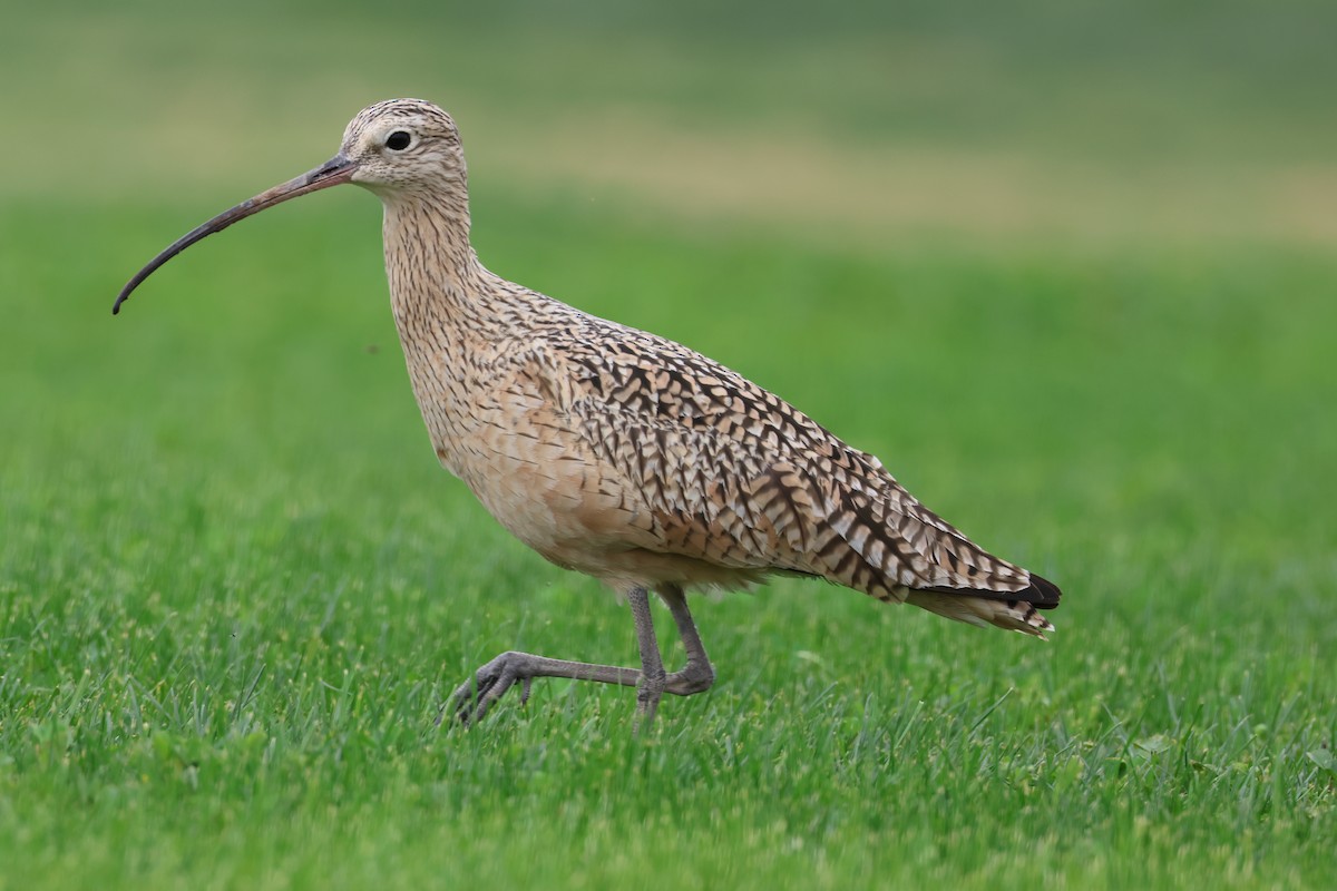 Long-billed Curlew - ML615372198