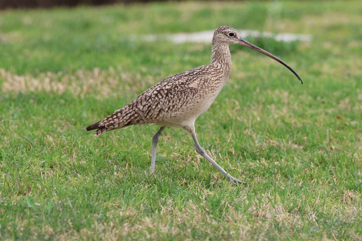 Long-billed Curlew - ML615372199