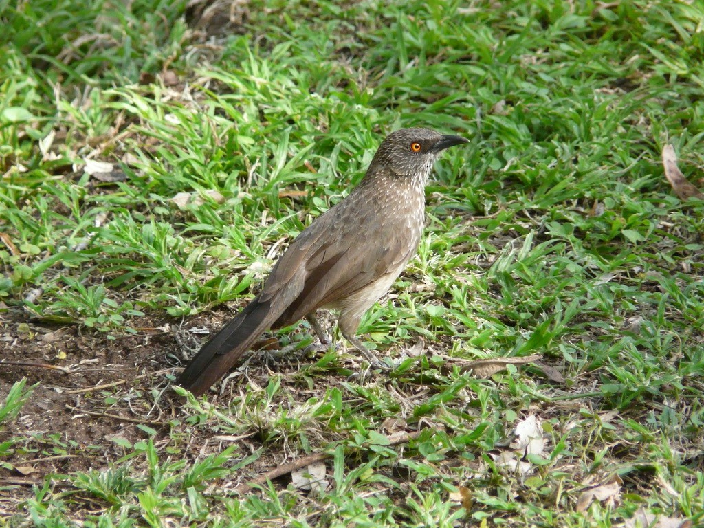 Arrow-marked Babbler - ML615372213