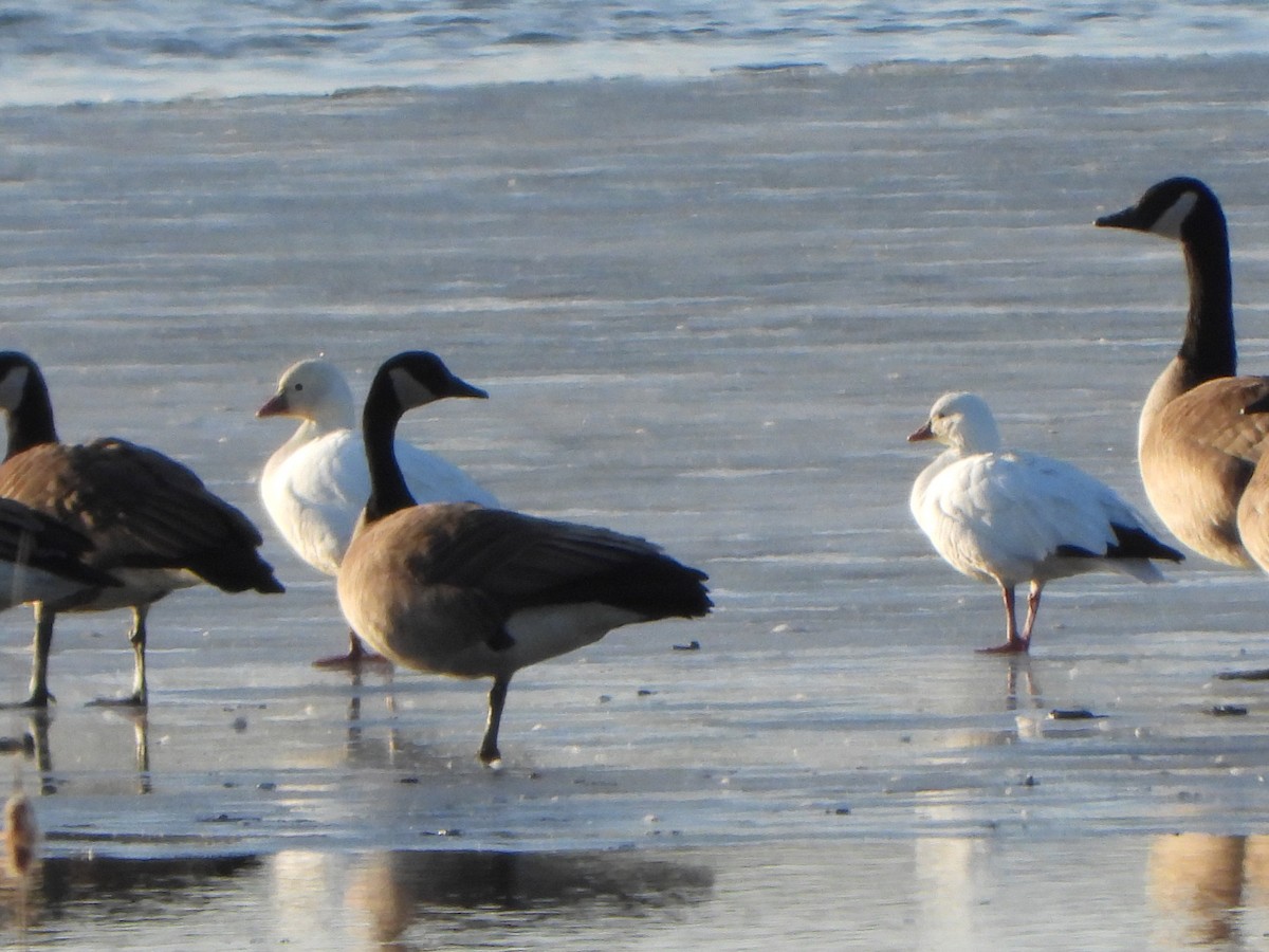 Ross's Goose - ML615372221