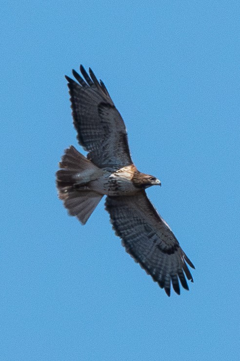 Red-tailed Hawk - ML615372285