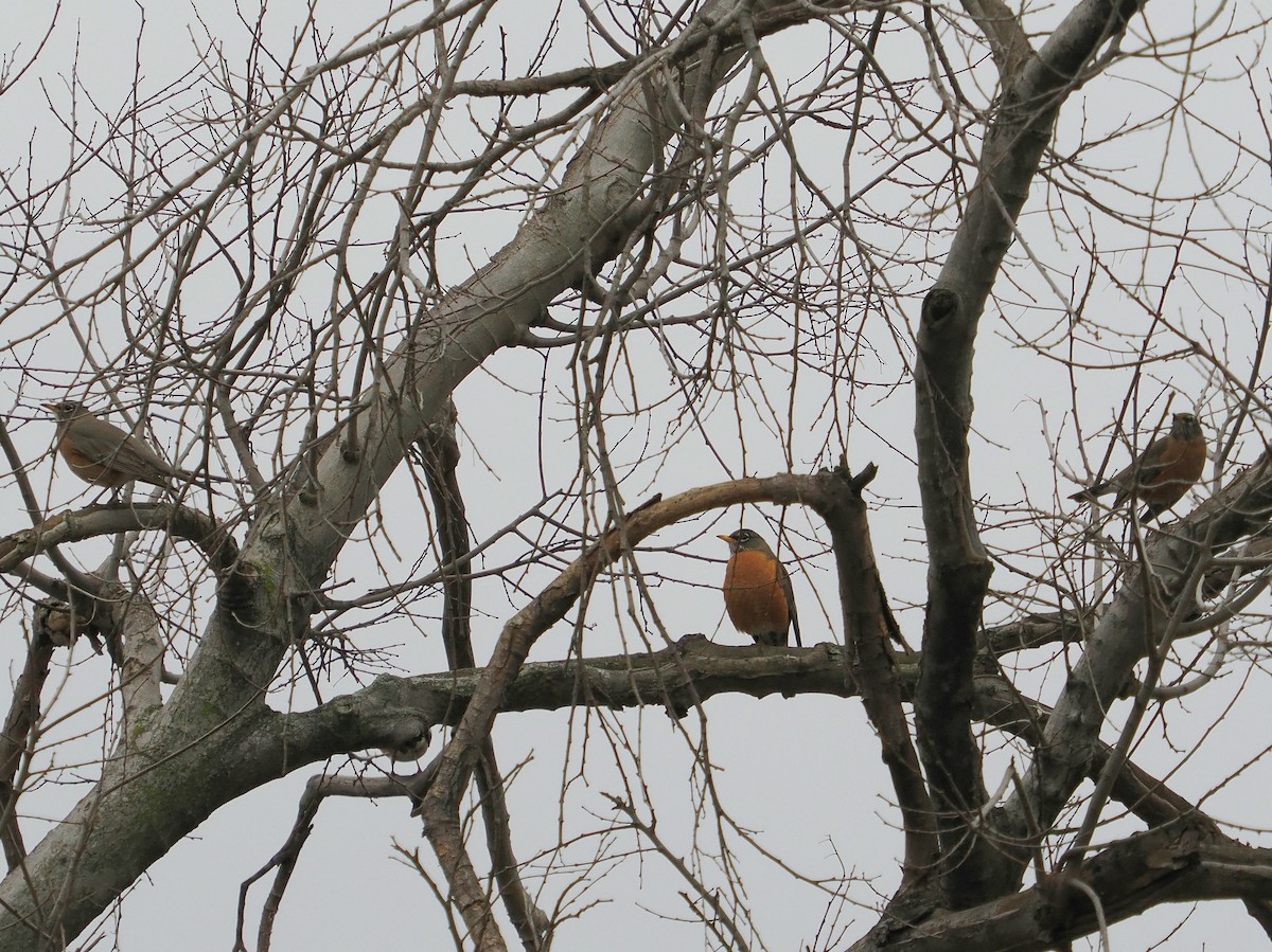 American Robin - ML615372305