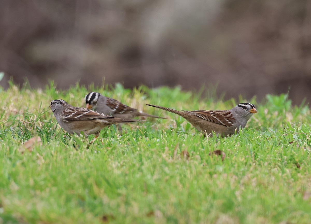 White-crowned Sparrow - ML615372335