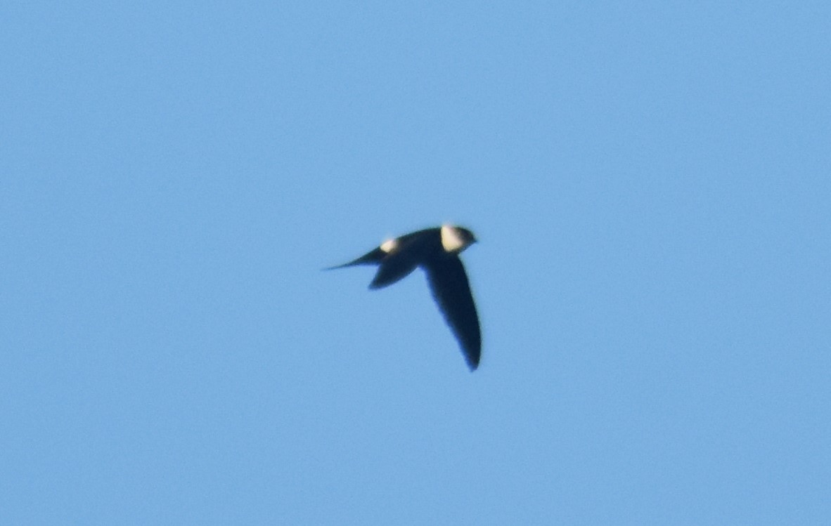 Lesser Swallow-tailed Swift - ML615372379