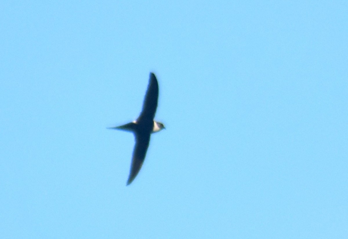 Lesser Swallow-tailed Swift - ML615372380