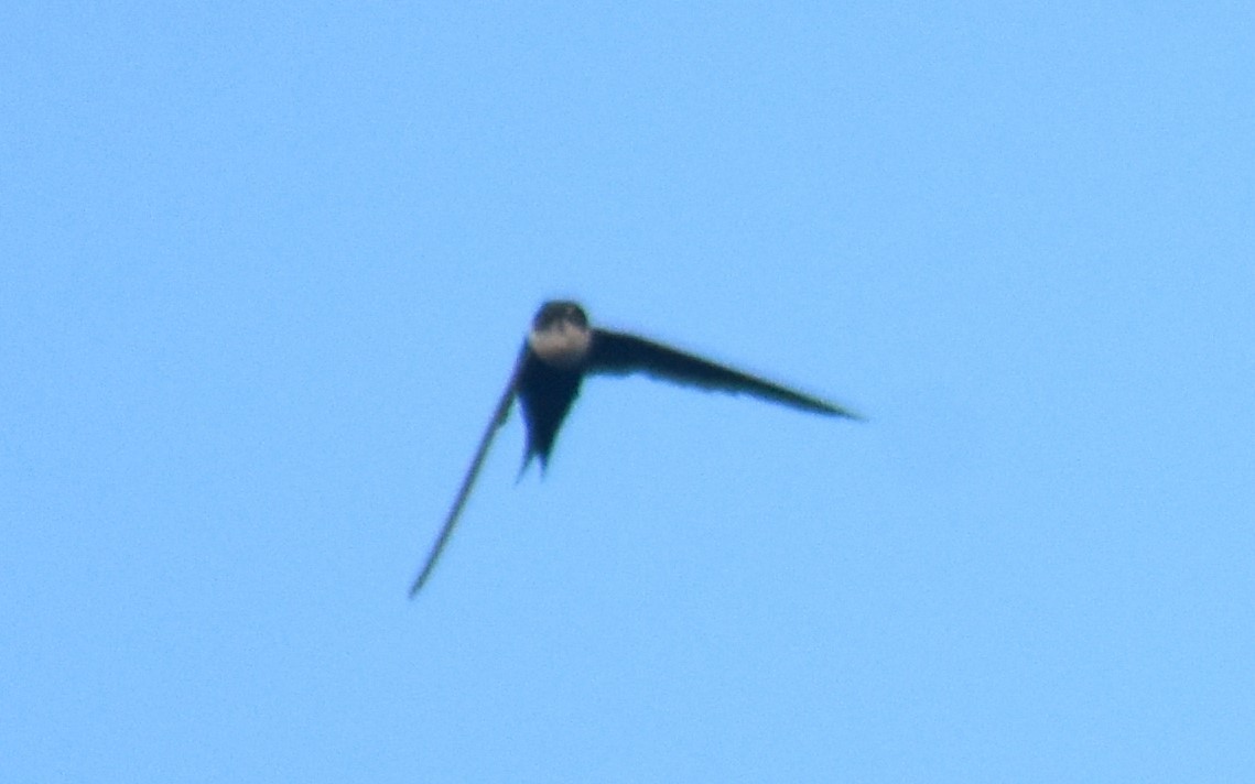 Lesser Swallow-tailed Swift - ML615372381