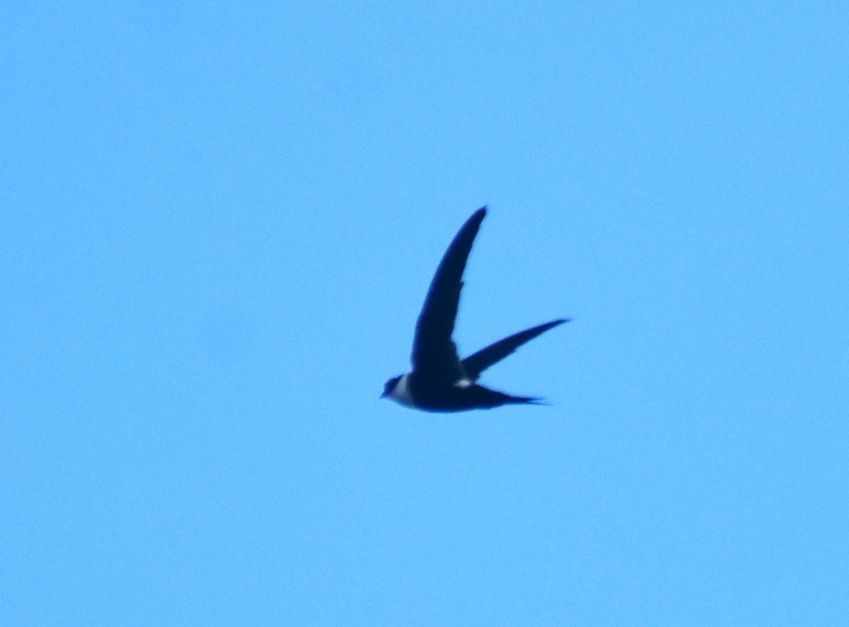 Lesser Swallow-tailed Swift - ML615372382