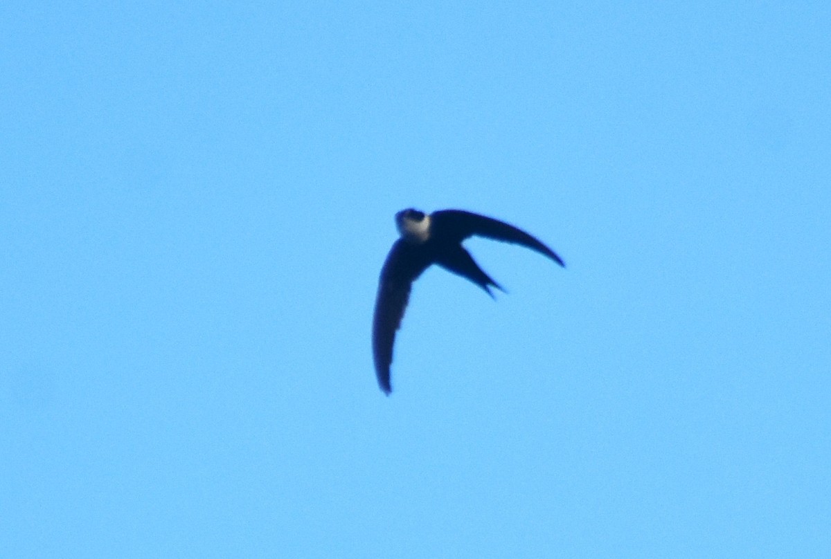 Lesser Swallow-tailed Swift - ML615372383