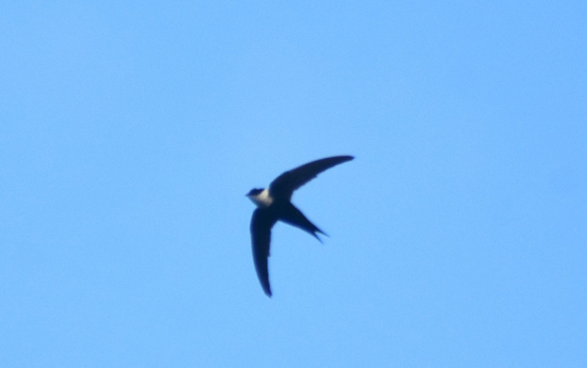 Lesser Swallow-tailed Swift - ML615372384