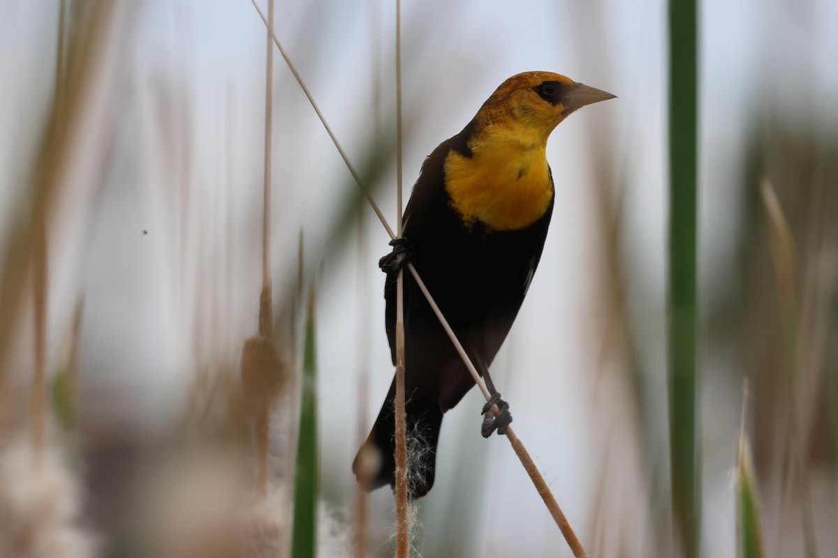 Yellow-headed Blackbird - ML615372392