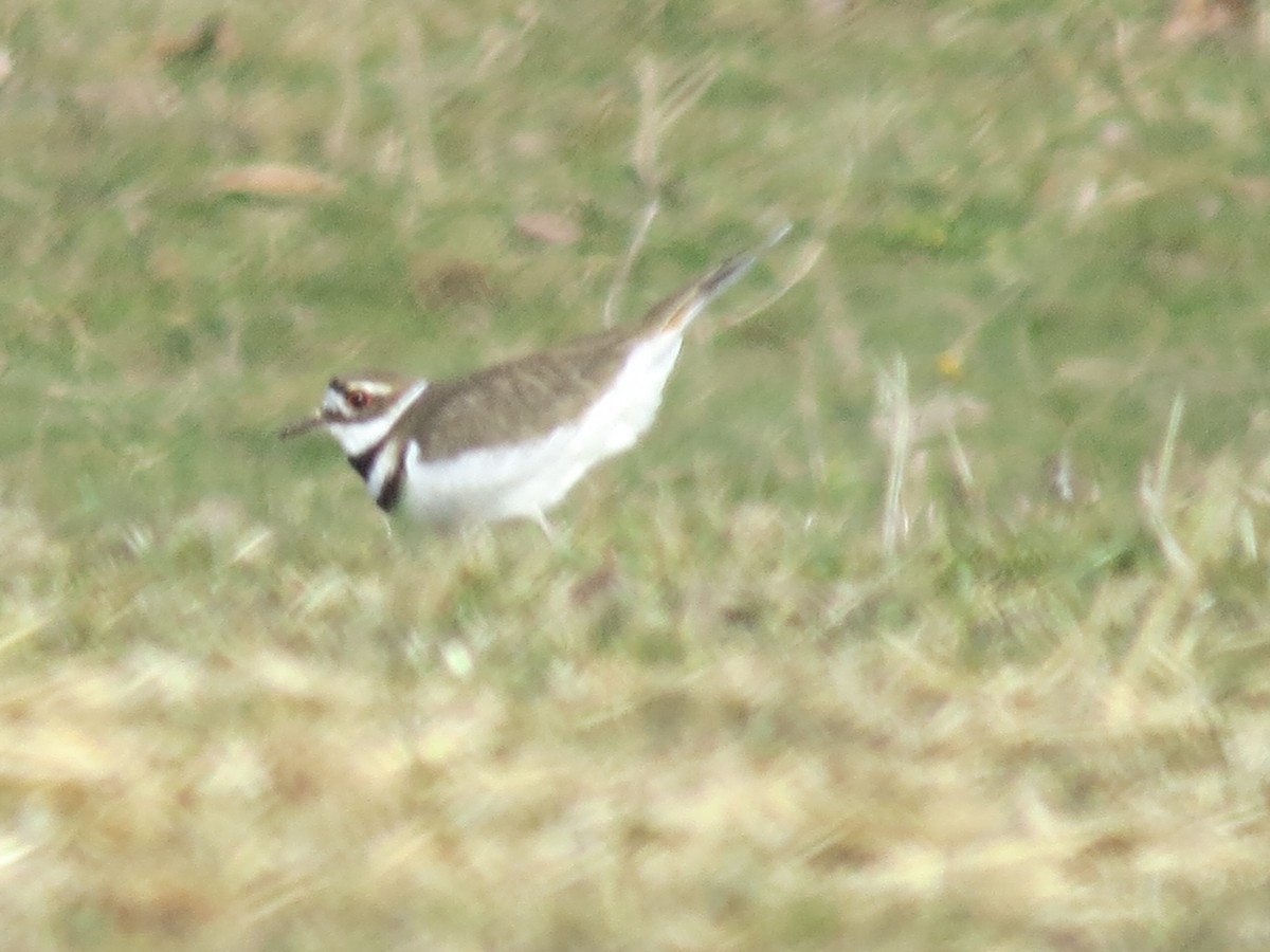 Killdeer - ML615372452