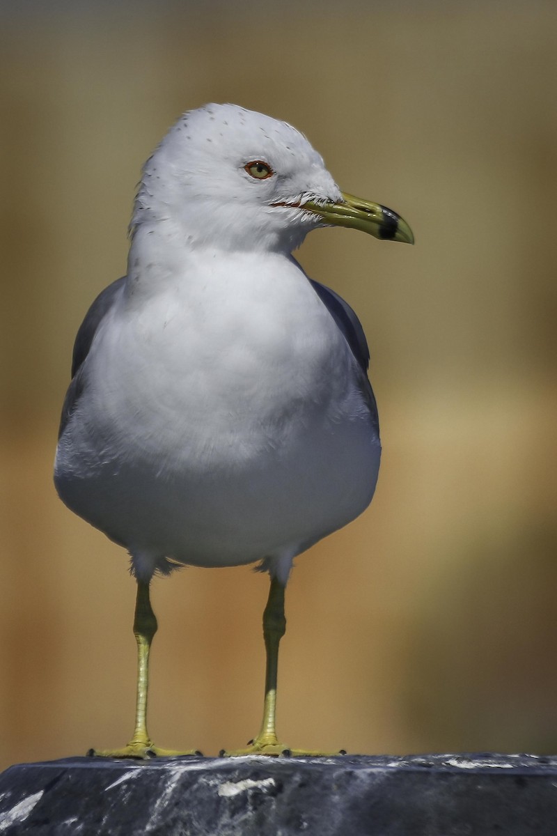 Ring-billed Gull - Chris Griffin