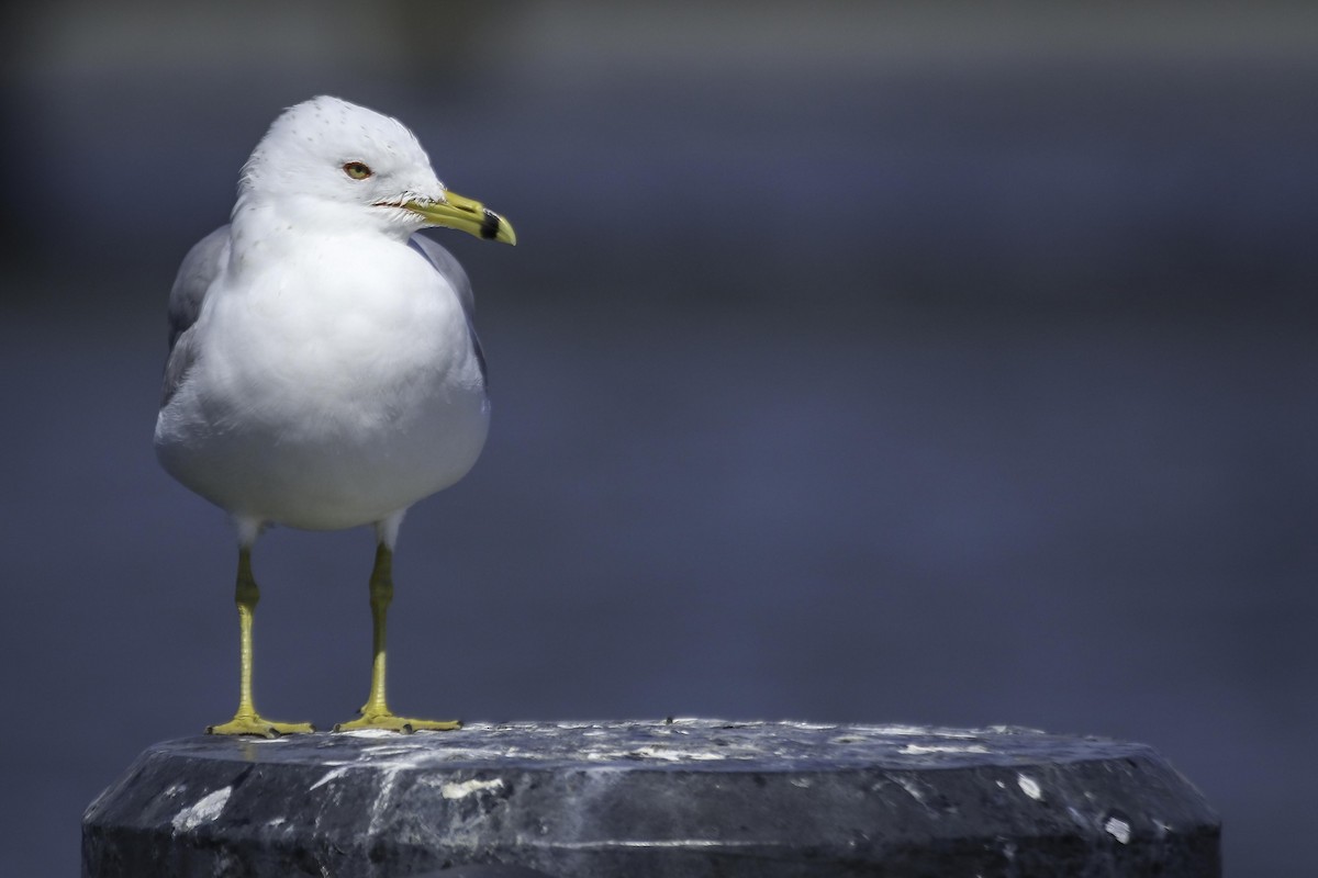 Ring-billed Gull - ML615372468