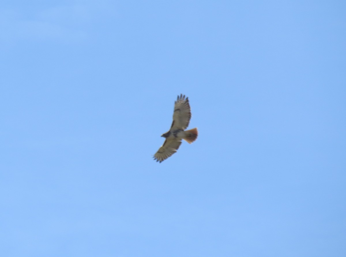 Red-tailed Hawk - ML615372491