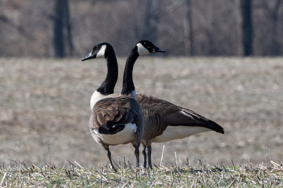 Canada Goose - Mike Winck