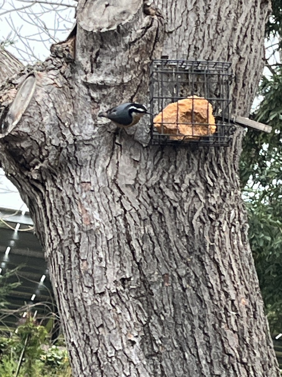 Red-breasted Nuthatch - ML615372539