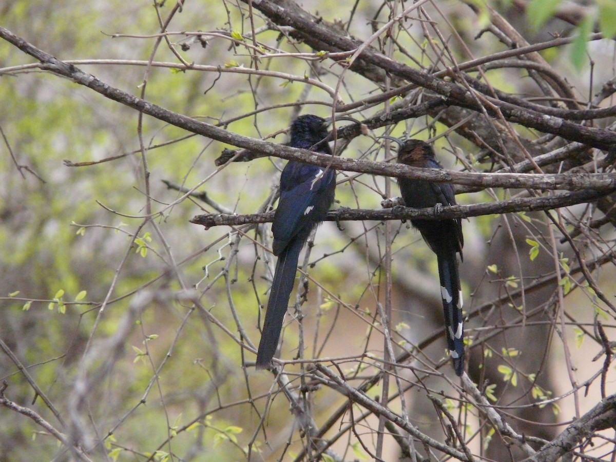 Common Scimitarbill - ML615372563