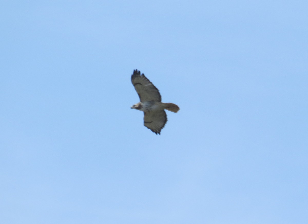 Red-tailed Hawk - ML615372573