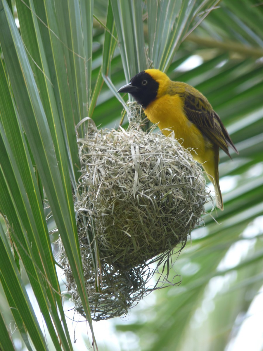Lesser Masked-Weaver - ML615372644