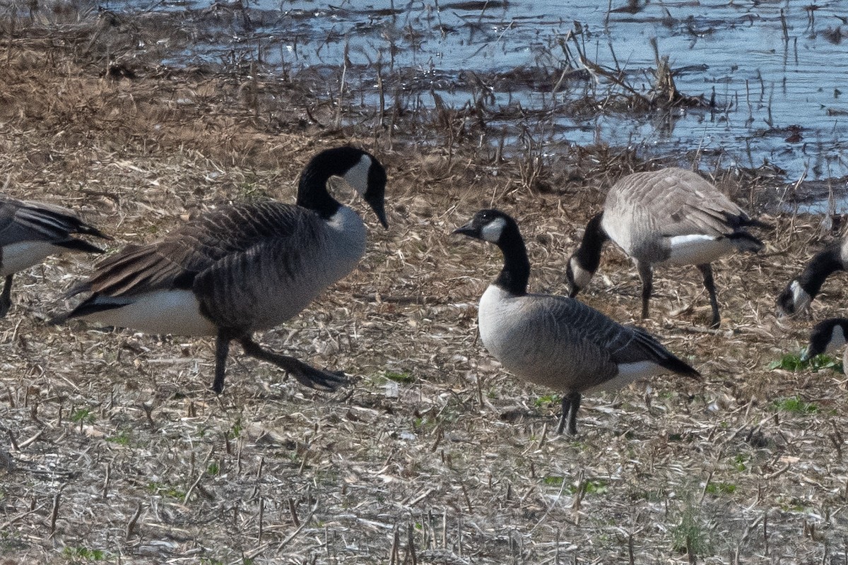 Cackling Goose - ML615372685