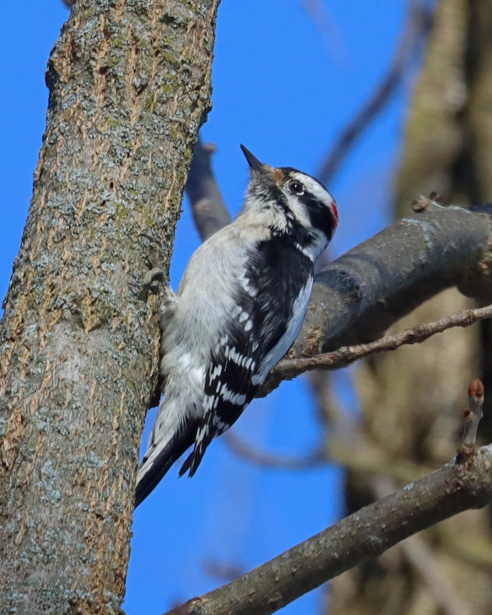 Downy Woodpecker (Eastern) - ML615372698