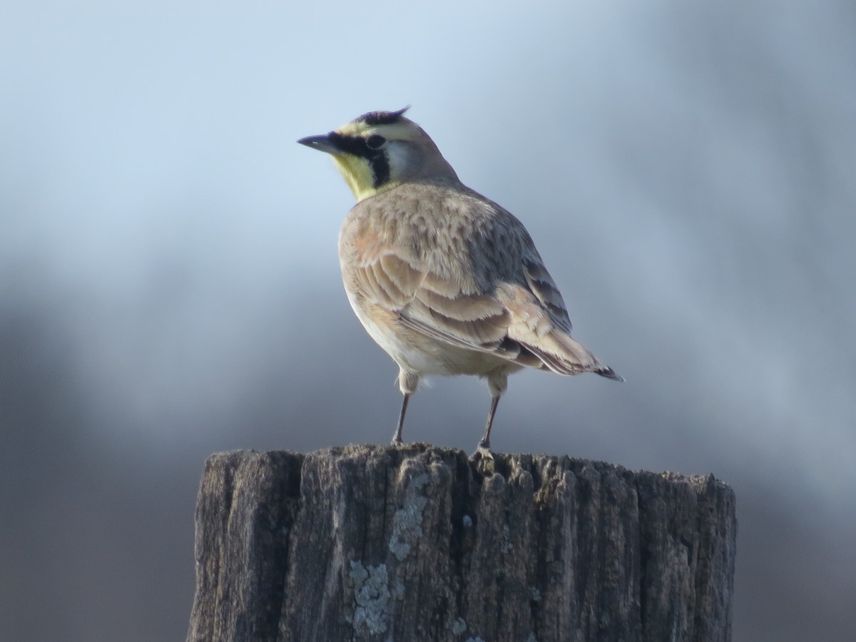 Horned Lark - ML615372701