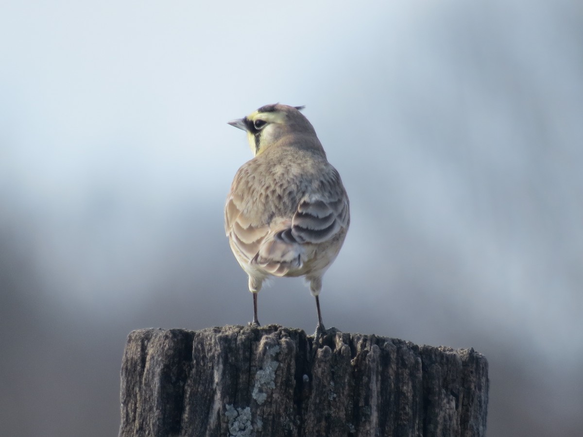 Horned Lark - ML615372743