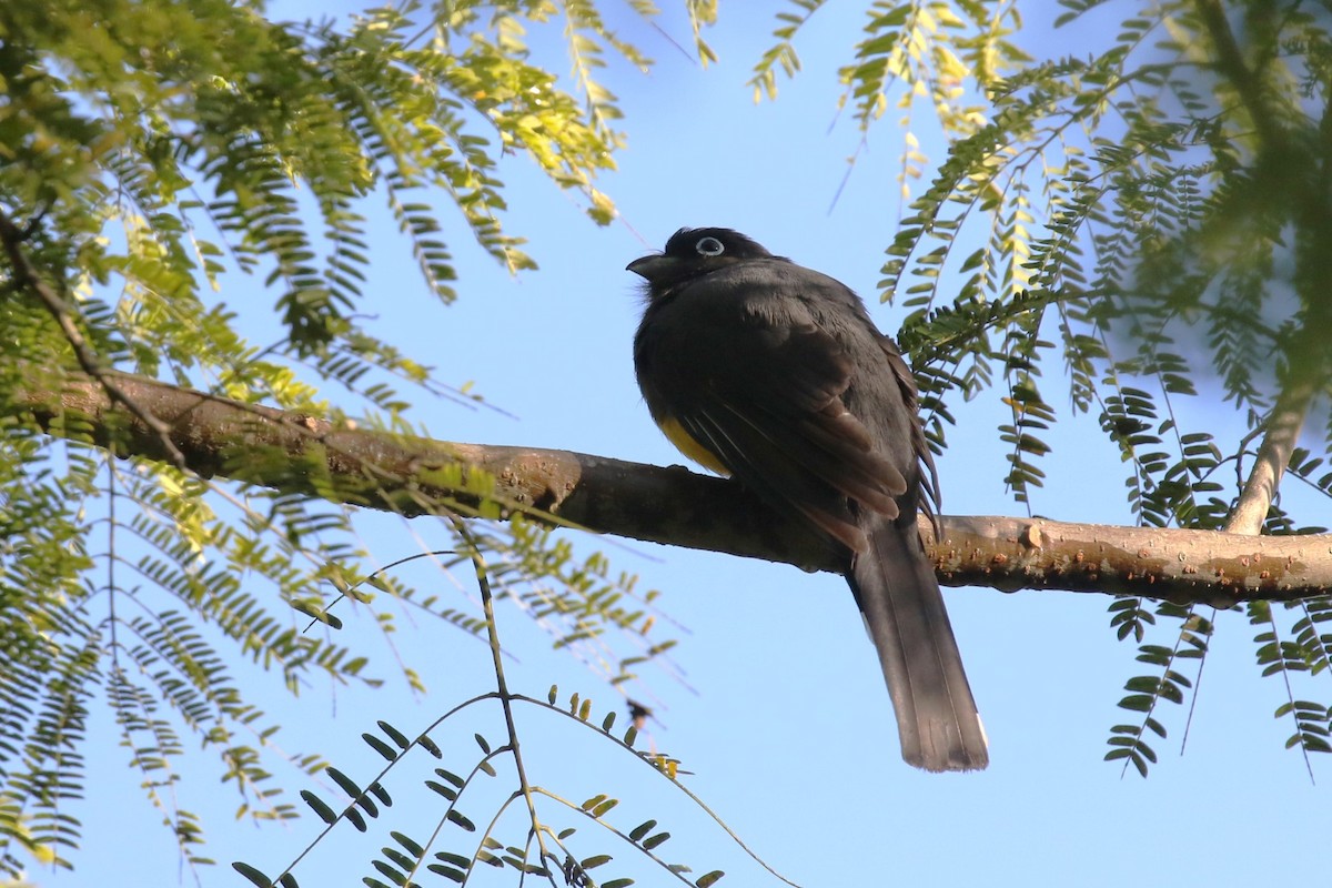 Black-headed Trogon - ML615372756