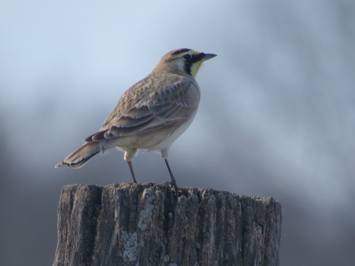 Horned Lark - ML615372783