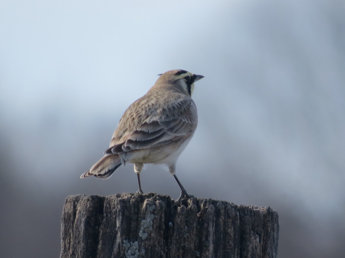 Horned Lark - ML615372802