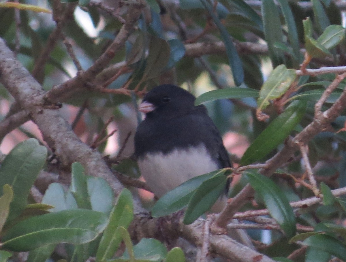 Dark-eyed Junco - Douglas Richard