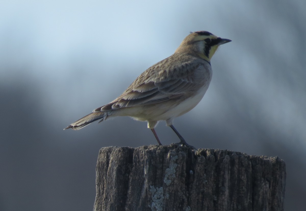 Horned Lark - Ethan Maynard