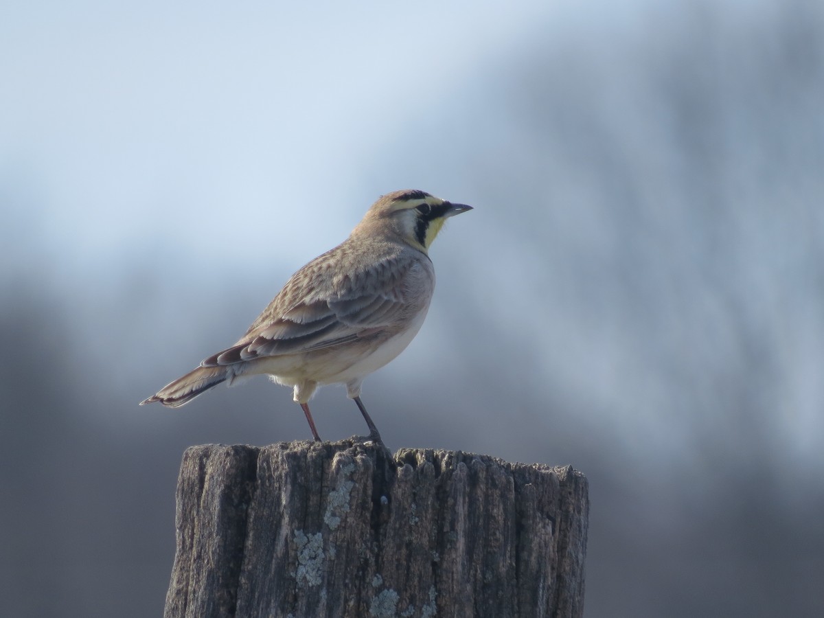 Horned Lark - ML615372853