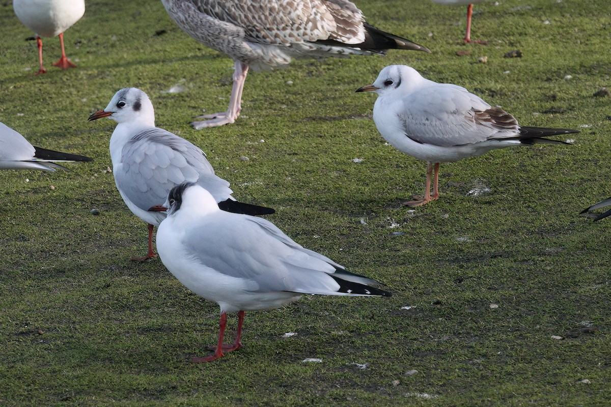 Black-headed Gull - Dave Jurasevich