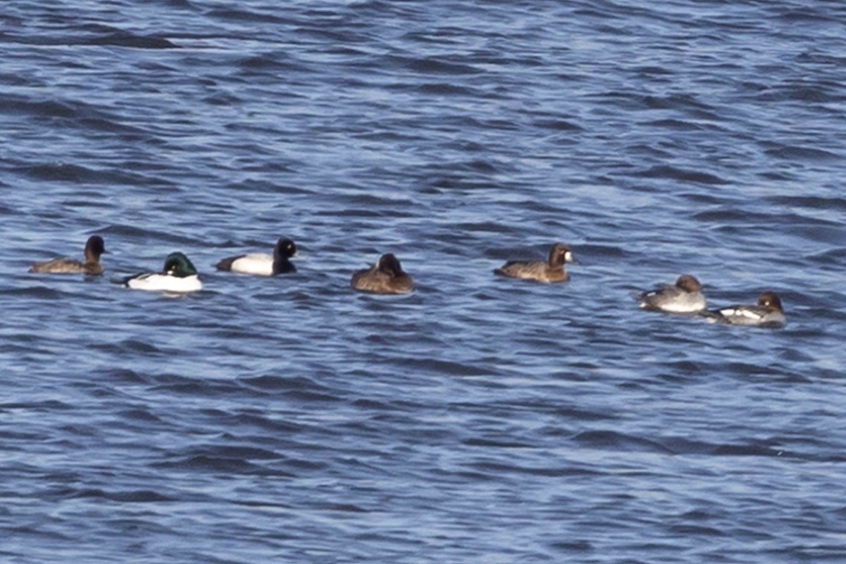 Lesser Scaup - Linda Rudolph