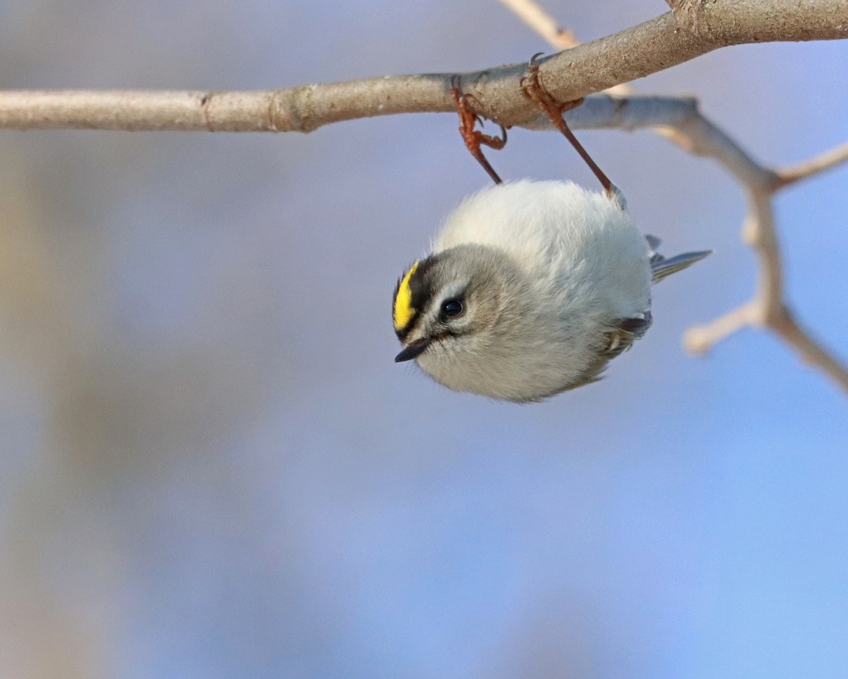 Golden-crowned Kinglet - ML615372966