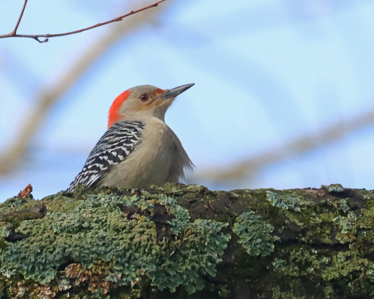 Red-bellied Woodpecker - ML615372987