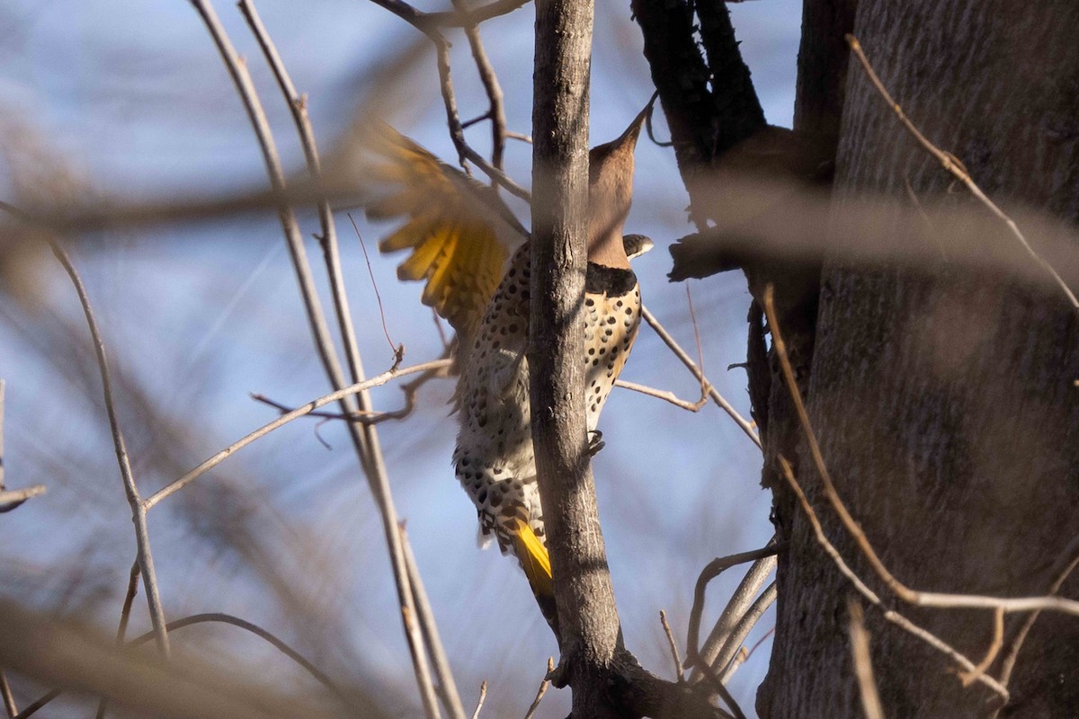 Northern Flicker (Yellow-shafted) - Linda Rudolph