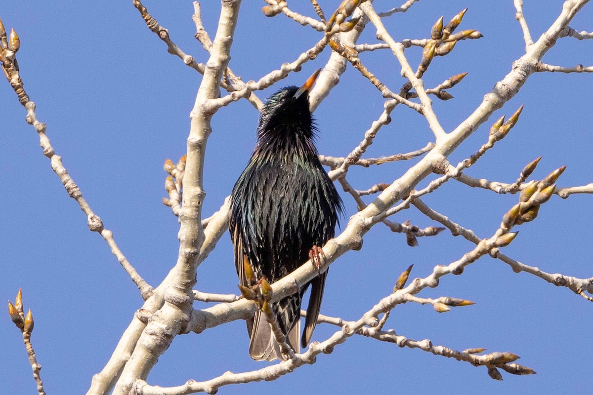 European Starling - ML615372998