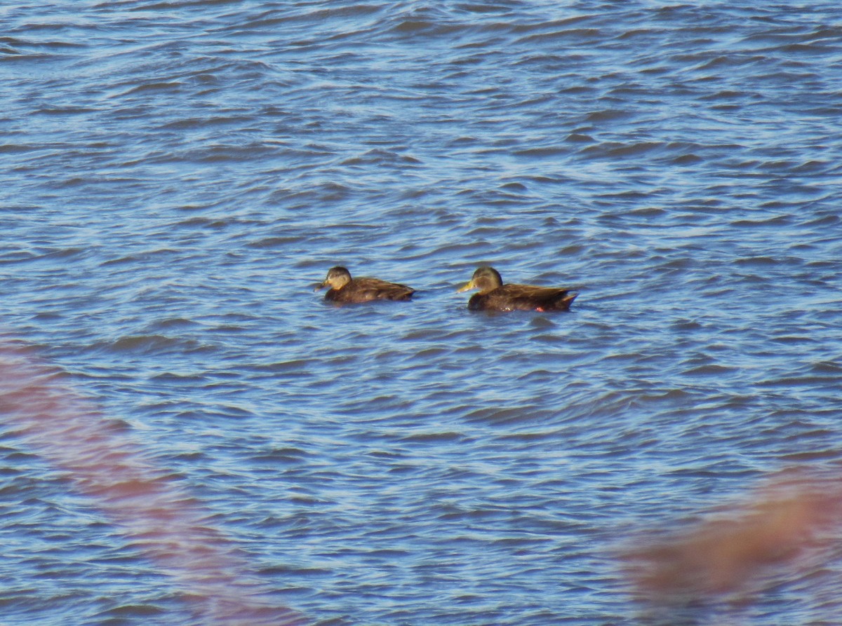 American Black Duck - Joseph Pumford